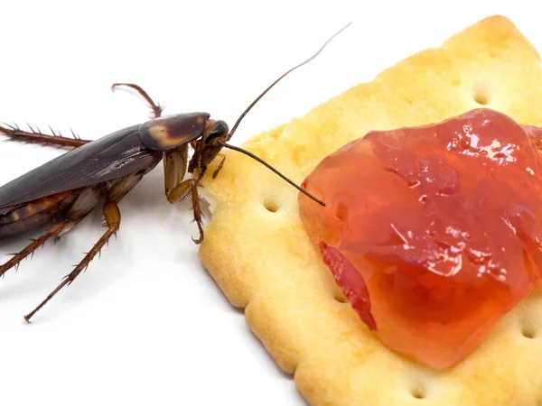 Nahaufnahme Kakerlake Auf Dem Keks Mit Roter Jam Cockroach Essen — Stockfoto