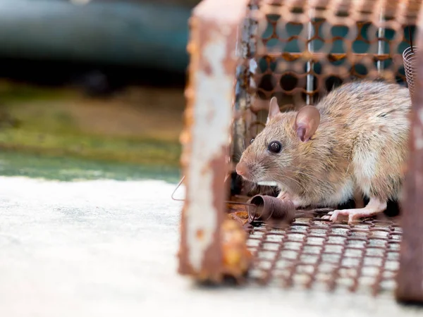 O rato estava numa gaiola a apanhar um rato. O rato tem contágio. — Fotografia de Stock