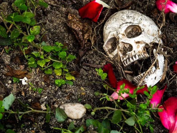 Frente Crânio Humano Enterrado Solo Com Raízes Árvore Pétalas Rosa — Fotografia de Stock