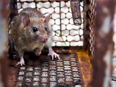 Fareyi bir kafes yakalanmasında bir fare fare bulaşma hastalık insanlara Leptospirosis, veba gibi geldi. Ev ve konut fareler olmamalıdır. Evde beslenen hayvan kontrol. Hayvan bulaşıcı hastalıkları önlemek