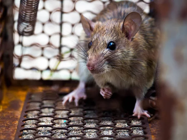 O rato estava numa gaiola a apanhar um rato. O rato tem contágio. — Fotografia de Stock