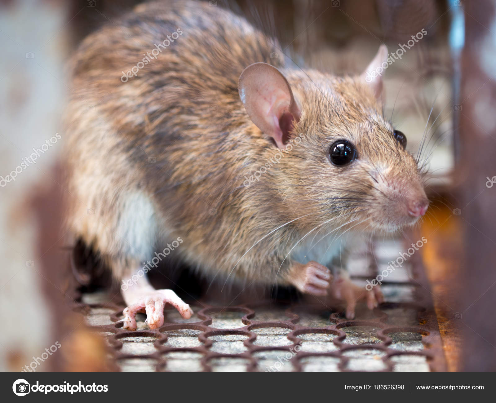 Rat Trapped Trap Cage Trap Dirty Rat Has Contagion Disease Stock Photo by  ©Prot56 186526398