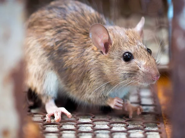 Fare Bir Tuzak Kafesinde Kapana Kısıldı Pis Sıçan Leptospirosis Veba — Stok fotoğraf