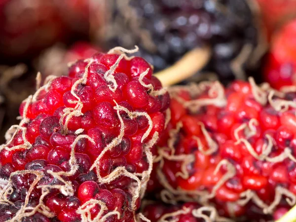 Selecteer Focus Van Rode Paarse Mulberry Achtergrond Een Groep Van — Stockfoto