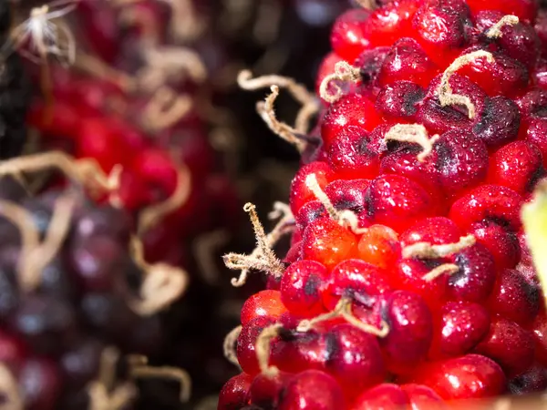 빨간색의 초점을 보라색 멀베리 Mulberries의 그룹입니다 증기는 뽕나무에 배경에 자연의 — 스톡 사진