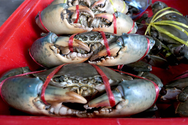 Fresh crabs are tied in a red pickup in the market. Fresh and delicious.the big claws of a crabs. Crabs are suitable for cooking. It is a good raw material. For the restaurant