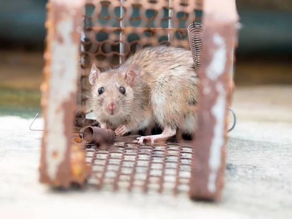 O rato estava numa gaiola a apanhar um rato. O rato tem contágio. — Fotografia de Stock