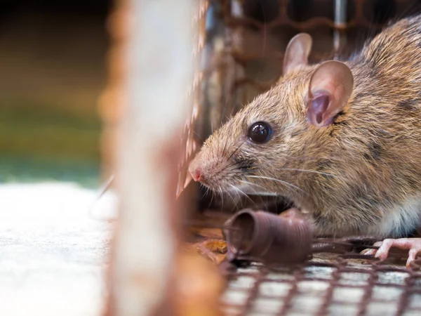 Råttan var i en bur att fånga en råtta råtta har smitta d — Stockfoto