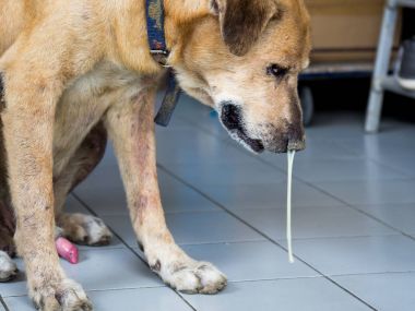 Kahverengi köpek hasta ve zayıf düşmüş oturan ve akıntısı burun.