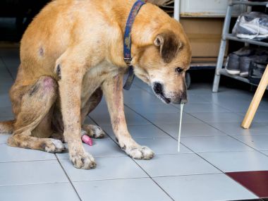 Kahverengi köpek hasta ve zayıf düşmüş oturan ve akıntısı burun.