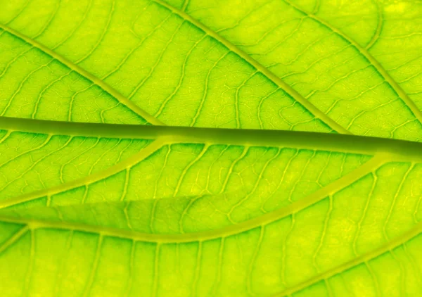 Выберите Фокус Макроса Текстуры Зеленого Листа Бледность Текстуры Листьев — стоковое фото