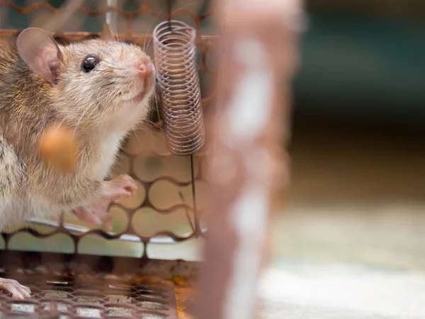 O rato estava numa gaiola a apanhar um rato. O rato tem contágio. — Fotografia de Stock