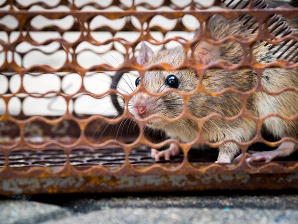 Bir Kafes Yakalanmasında Fareydi Fareyi Leptospirosis Veba Gibi Insanlara Hastalığı — Stok fotoğraf