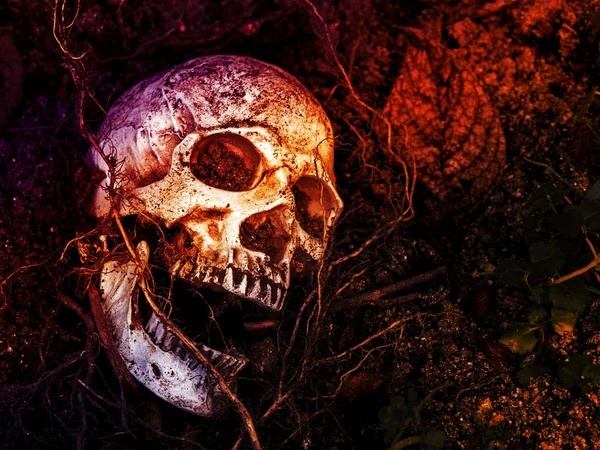 Na frente do crânio humano enterrado no solo com as raízes do — Fotografia de Stock