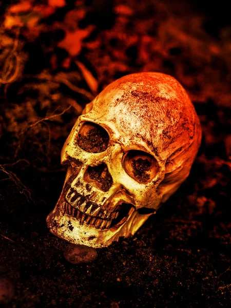 Przed ludzką czaszkę w ziemi z korzeniami — Zdjęcie stockowe