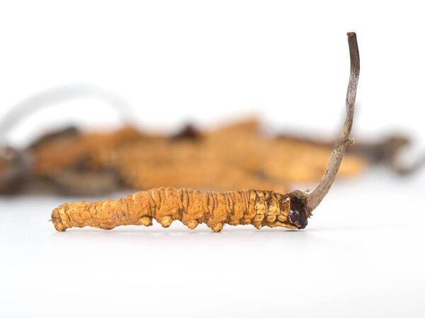 Ophiocordyceps sinensis (CHONG CAO, DONG CHONG XIA CAO) или грибной кордицепс это травы на изолированном фоне. Лекарственные свойства при лечении заболеваний. Национальная органическая медицина
.