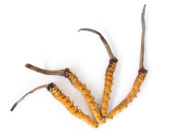 Grup tırtıl sinensis veya mantar cordyceps bir otlar bu arka plan izole. Hastalıkların tedavisinde tıbbi özellikleri. Ulusal Organik tıp.
