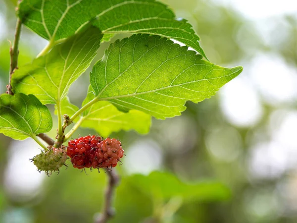 Mulberry fruit and green leaves on the tree. Mulberry this a fruit and can be eaten in have a red and purple color. Mulberry is delicious and sweet nature. — Stock Photo, Image