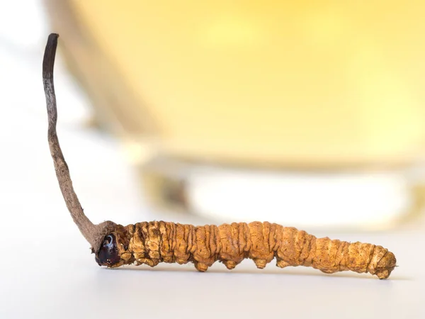 Ophiocordyceps Sinensis Cordyceps Champiñones Esta Una Hierba Colocada Frente Vaso — Foto de Stock