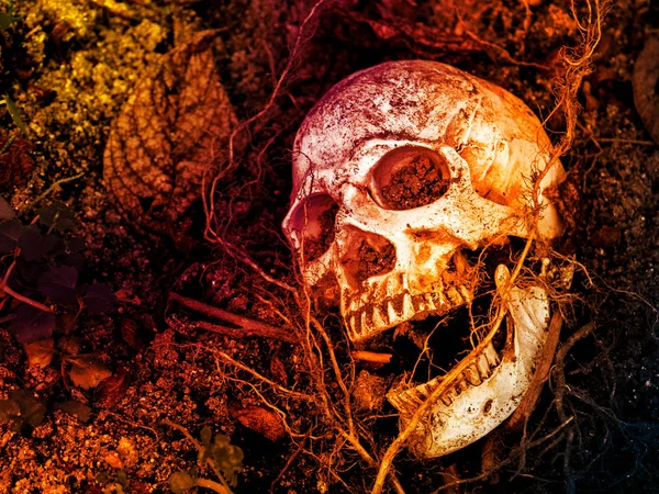 İnsan kafatası kökleri toprakla gömülü önünde