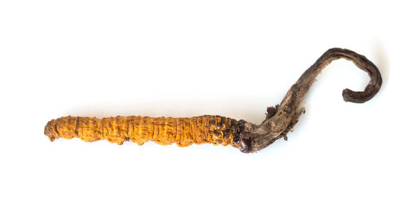 Ophiocordyceps sinensis (CHONG CAO, DONG CHONG XIA CAO) или грибной кордицепс это травы на изолированном фоне. Лекарственные свойства при лечении заболеваний. Национальная органическая медицина
.