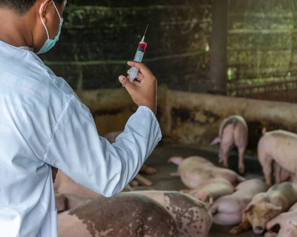 Rear view of veterinarian Doctor wearing protective suit and holding a syringe for Foot and Mouth Disease Vaccine in pig farming. Concept of prevention of communicable diseases in the pigs farm.