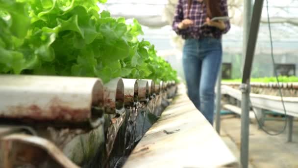 Selectieve focus van waterleiding in plantaardige hydrocultuur systeem en boer houdt een tablet is het controleren van kwaliteit groene eiken sla salade. concept van gezonde biologische voeding en landbouwtechnologie. — Stockvideo