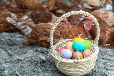 Kümes grubunun yanındaki sepette renkli tavuk yumurtaları var.