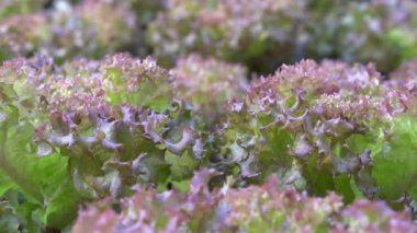 Hidrofonik çiftliklerdeki kırmızı meşenin seçici odak noktası. Sağlıklı organik gıda ve hidrofonik çiftlikler kavramı.