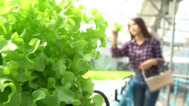 Sebze hidrofonik sistemindeki seçici yeşil meşe ağacı ve çiftçi elinde bir sepet tutuyor ve kaliteli yeşil meşe salatasını kontrol ediyor. Sağlıklı organik gıda ve tarım teknolojisi kavramı.