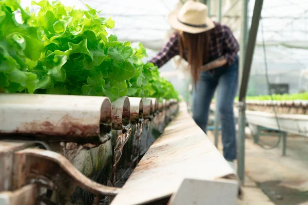 Selective focus of water pipe in Vegetable hydroponic system and farmer is holding a tablet is checking quality green oak lettuce salad. concept of healthy organic food and agriculture technology.