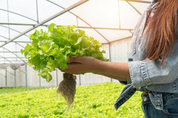 Asian farmer woman holding raw vegetable salad for check quality in hydroponic farm system in greenhouse. Concept of Organic foods