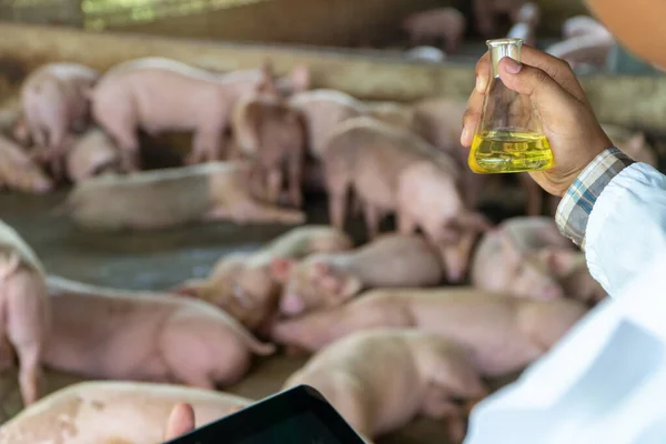 Rear View of veterinarian Doctor wearing a protective suit and holding an Erlenmeyer flask for checking Foot and Mouth Disease in pig farming. Concept of prevention of communicable diseases in animal