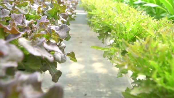 Selective focus of red and green oak in hydroponic farms. Concept of healthy organic food and hydroponic farms. — Stock Video