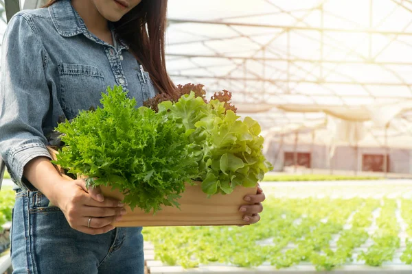 Asian farmer woman holding Wooden box filled with salad vegetables in hydroponic farm system in greenhouse. Concept of Organic foods controlling the environment, lighting, temperature, water