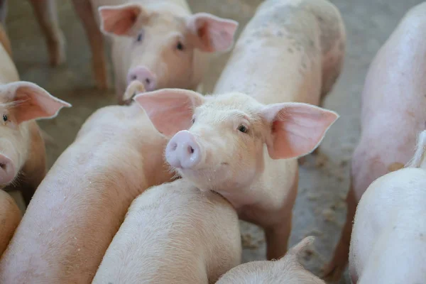 Grupo Cerdos Que Saludable Granja Cerdos Asean Local Ganado Concepto —  Fotos de Stock