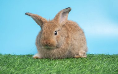 Furry and fluffy cute Black rabbit is sitting on green grass and blue background. Concept of rodent pet and easter.
