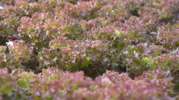 Selektiver Fokus von Roteichen in hydroponischen Farmen. Konzept gesunder biologischer Lebensmittel und hydroponischer Bauernhöfe. — Stockvideo