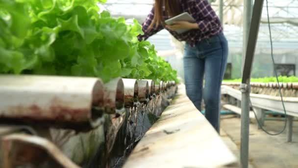 Selectieve focus van waterleiding in plantaardige hydrocultuur systeem en boer houdt een tablet is het controleren van kwaliteit groene eiken sla salade. concept van gezonde biologische voeding en landbouwtechnologie. — Stockvideo