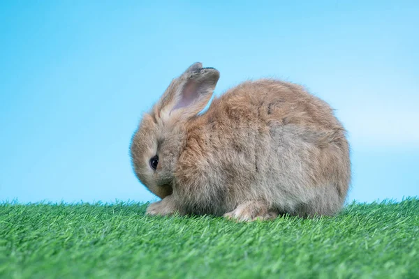 Peludo Esponjoso Lindo Conejo Negro Está Sentado Sobre Hierba Verde — Foto de Stock