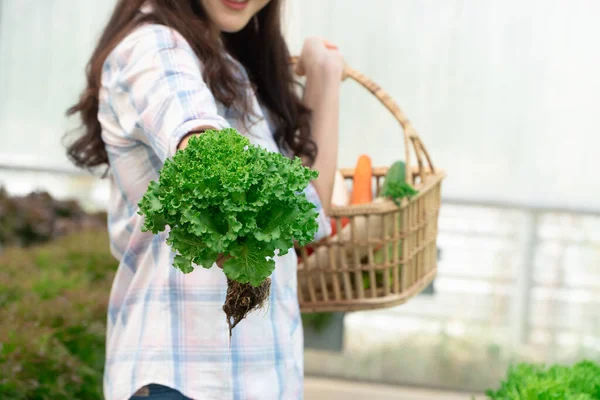Asijské Ženy Zemědělské Ruce Nesoucí Čerstvou Ekologickou Zeleninu Tuřín Greenbo — Stock fotografie