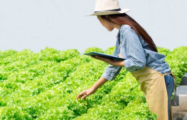 Seradaki hidroponik tarım sisteminde kontrol kalitesi için Asyalı çiftçi kadın elinde dosya ve çiğ sebze salatası tutuyor. Su, ışık, sıcaklık kontrol ortamı kavramı. Organik yiyecekler
