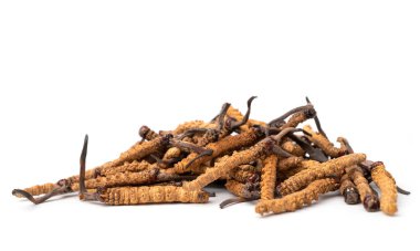 Ophiocordyceps sinensis ya da mantar kordisepsi kapatın. Bu bir şifalı bitkidir. Hastalıkların tedavisinde tıbbi özellikler.