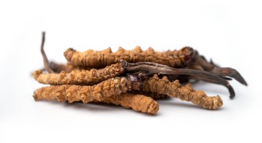 Ophiocordyceps sinensis ya da mantar kordisepsi kapatın. Bu bir şifalı bitkidir. Hastalıkların tedavisinde tıbbi özellikler.