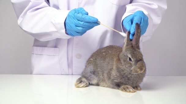 兽医用棉签检查和发现真菌和跳蚤，并清洁兔子耳朵。宠物处理及保持清洁的概念 — 图库视频影像