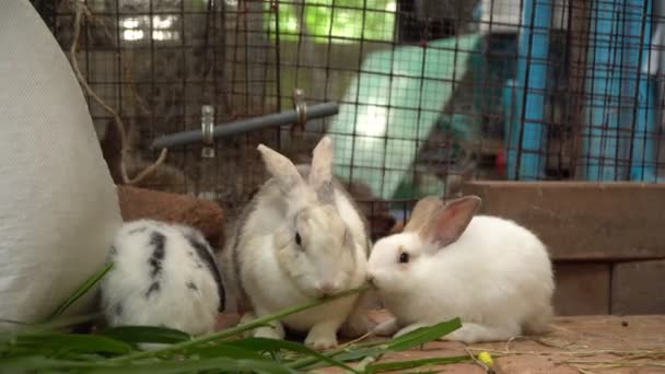 Groep van de harige en pluizige schattig klein konijn eet groene bladeren met heerlijkheid in een konijn fokkerij — Stockvideo