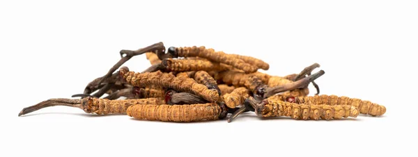 Ophiocordyceps sinensis ya da mantar kordisepsi kapatın. Bu bir şifalı bitkidir. Hastalıkların tedavisinde tıbbi özellikler.
