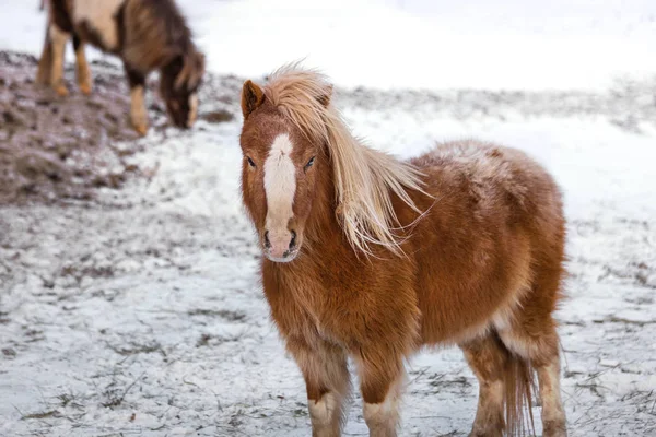 Small pony horse on snow in winter — Stock Photo, Image
