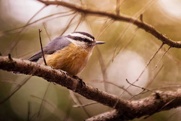Маленькая птичка сидит на ветке дерева — стоковое фото