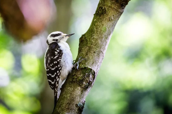 Pájaro carpintero en árbol por bosque — Foto de Stock